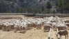 ASAJA Almer&iacute;a alerta de la dif&iacute;cil situaci&oacute;n de los cultivos de secano y los pastos para el ganado