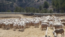 ASAJA Almer&iacute;a alerta de la dif&iacute;cil situaci&oacute;n de los cultivos de secano y los pastos para el ganado