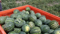 ASAJA denuncia que el precio en origen de la sand&iacute;a de invernadero es la mitad de su coste de producci&oacute;n