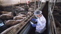 Refuerzan las inspecciones en las explotaciones intensivas de porcino en Andaluc&iacute;a