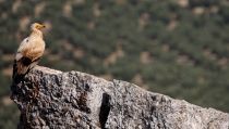 La Junta de Andaluc&iacute;a &lsquo;recluta&rsquo; alimoches con huevos de avestruz