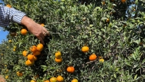 ASAJA Almer&iacute;a calcula que la producci&oacute;n de c&iacute;tricos caer&aacute; un 17% en la provincia