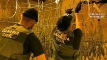 Descubren 1.700 plantas de marihuana en un edificio de Roquetas de Mar