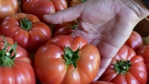 Las comercializadoras almerienses de frutas y hortalizas m&aacute;s destacadas estar&aacute;n en Infoagro Exhibition