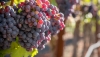 Agrocolor anuncia la apertura de las campa&ntilde;as de exportaci&oacute;n de uva de mesa y almendra