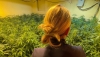 Descubren 11.000 plantas de marihuana en varias viviendas de Almer&iacute;a