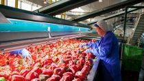 Almer&iacute;a lidera un nuevo r&eacute;cord de exportaciones agroalimentarias de Andaluc&iacute;a