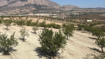 Los almendros ecol&oacute;gicos de Almer&iacute;a se quedan sin las ayudas andaluzas por sequ&iacute;a