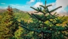 Andaluc&iacute;a apuesta por el pinsapo para hacer frente al cambio clim&aacute;tico