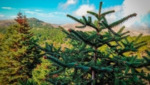 Andaluc&iacute;a apuesta por el pinsapo para hacer frente al cambio clim&aacute;tico