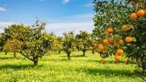 La producci&oacute;n de c&iacute;tricos super&oacute; los 2,3 millones de toneladas en Andaluc&iacute;a