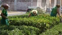 El Ayuntamiento de V&iacute;car mejora sus zonas verdes gracias al Plan Savia