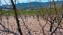 UPA Andaluc&iacute;a reclama m&aacute;s ayudas a la producci&oacute;n ecol&oacute;gica en zonas con riesgo de desertificaci&oacute;n