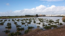 Andaluc&iacute;a pide flexibilidad en la activaci&oacute;n de la reserva agr&iacute;cola de crisis ante los da&ntilde;os por las borrascas