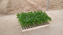 La pr&oacute;xima campa&ntilde;a habr&aacute; menos superficie dedicada al cultivo de tomate y pimiento