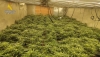Detenido por cultivar m&aacute;s de 1.400 plantas de marihuana en un cortijo de Esc&uacute;llar