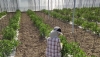 Agricultura estima la incorporaci&oacute;n de 800 j&oacute;venes al campo almeriense