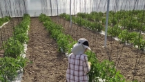 Agricultura estima la incorporaci&oacute;n de 800 j&oacute;venes al campo almeriense
