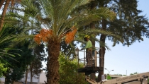 Adra destina cerca de 190.000 euros al mantenimiento de zonas verdes