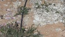 Descubren el papel de las biocostras en el cambio clim&aacute;tico