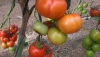 ASAJA Almer&iacute;a prev&eacute; un incremento del 15% en la superficie de tomate para la nueva campa&ntilde;a