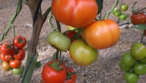 ASAJA Almer&iacute;a prev&eacute; un incremento del 15% en la superficie de tomate para la nueva campa&ntilde;a