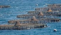 La Junta duplica el presupuesto de ayudas para pymes de pesca y acuicultura