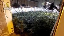 Detenido por cultivar m&aacute;s de 300 plantas de marihuana en una vivienda de El Parador