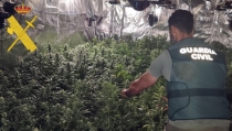 Detenido el responsable de un cultivo de 1.300 plantas de marihuana en V&iacute;car
