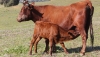 Agricultura convoca 6,8 millones en ayudas para la sanidad ganadera en 2026