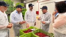 Andaluc&iacute;a destaca el refuerzo de los programas operativos en la transformaci&oacute;n del sector hortofrut&iacute;cola