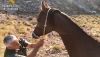 Rescatan a un caballo de raza &aacute;rabe atrapado en una zona monta&ntilde;osa de Hu&eacute;rcal Overa