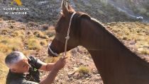 Rescatan a un caballo de raza &aacute;rabe atrapado en una zona monta&ntilde;osa de Hu&eacute;rcal Overa