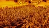 Endesa desconecta de la red cinco plantaciones de marihuana a la semana