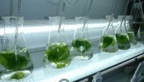 La UAL desarrolla nuevos piensos para acuicultura a base de algas y probi&oacute;ticos