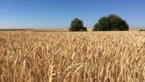 El sector agrario andaluz vigilar&aacute; el desarrollo del acuerdo pol&iacute;tico de la PAC
