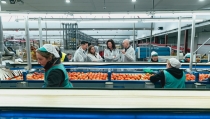 Almer&iacute;a viaja a Fruit Logistica para apoyar a agricultores, comercializadoras e industria auxiliar