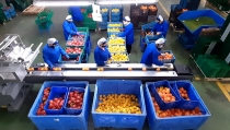 Andaluc&iacute;a lidera las exportaciones del sector agroalimentario, con 11.818 millones hasta septiembre