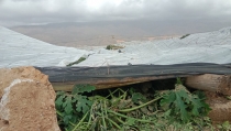 Agricultura destina 444,5 millones a ayudar a agricultores y ganaderos afectados por la DANA