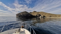 Localizan dos núcleos de reproducción del cormorán moñudo en Almer&iacute;a