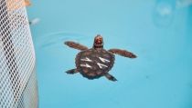 La Junta liberar&aacute; este verano a las tortugas bobas nacidas en la playa de Moj&aacute;car