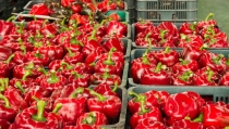 Almer&iacute;a cierra la campa&ntilde;a hortofrut&iacute;cola con m&aacute;s producci&oacute;n y m&aacute;s exportaciones