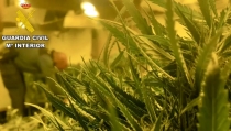 Encuentran m&aacute;s de 500 plantas de marihuana en una vivienda de Tabernas