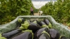 Tomate, berenjena y calabac&iacute;n, en situaci&oacute;n preocupante de inestabilidad