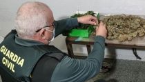 Detenidos los responsables de una plantaci&oacute;n de marihuana en V&iacute;car