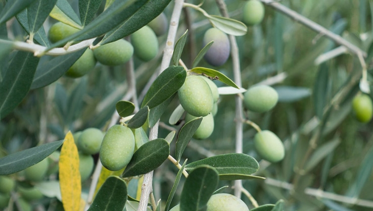 Andaluc&iacute;a inicia el pago de los 734 millones del anticipo de la PAC a agricultores y ganaderos