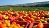 Andaluc&iacute;a lidera el sector agroalimentario espa&ntilde;ol, representando el 20,4%