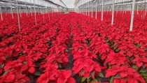 Almer&iacute;a ya llega al 36% de la producci&oacute;n nacional de Flor de Pascua