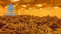 Detienen a una pareja en Almer&iacute;a por cultivar marihuana en su vivienda