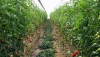 El proyecto Virtigation sobre enfermedades del tomate muestra sus resultados
